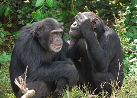 Chimpanzee Tracking Tour to Ngamba Island 